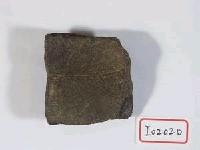 藏品(龜殼緣甲板化石)的圖片